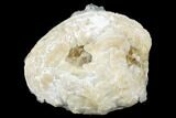 Fossil Clam with Fluorescent Calcite Crystals - Ruck's Pit, FL #177734-1
